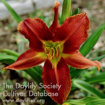 Daylily Droednoeth